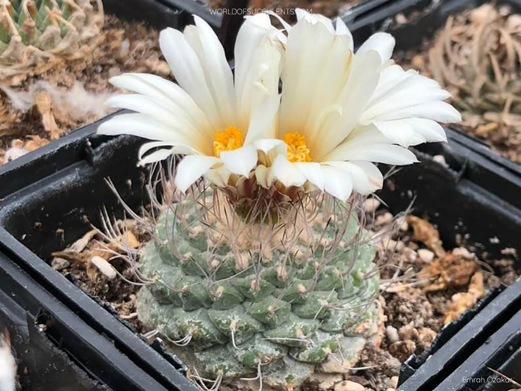Strombocactus disciformis - World of Succulents