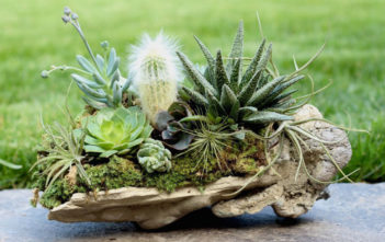 Succulents and Air Plants: A Perfect Pair Succulents and Air Plants