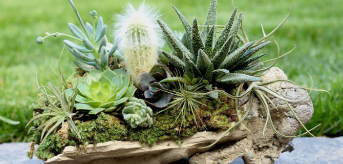 Succulents and Air Plants: A Perfect Pair - World of Succulents