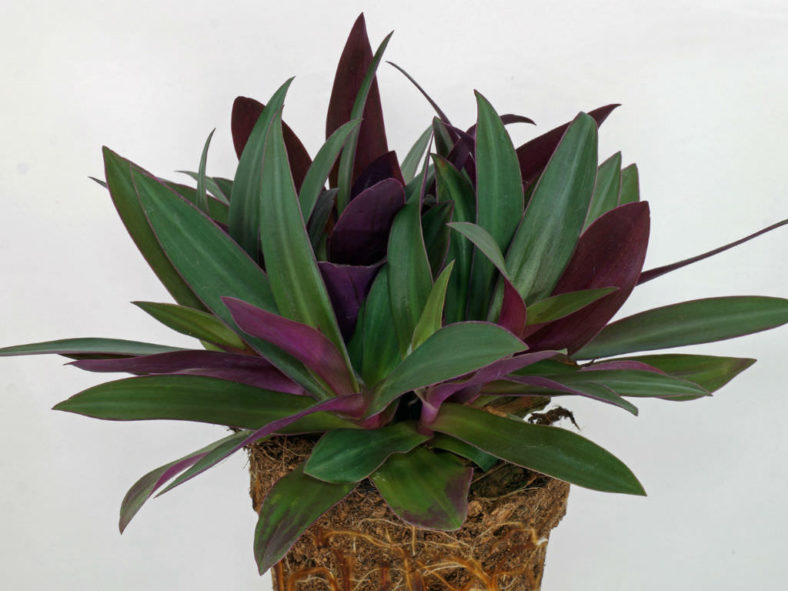 Tradescantia spathacea (Moses-in-the-cradle)