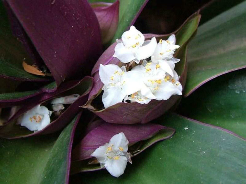 Tradescantia spathacea (Moses-in-the-cradle)