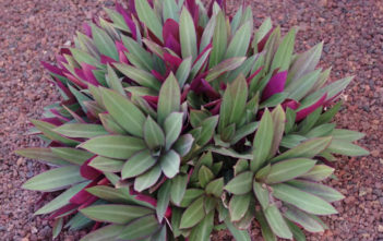 Tradescantia spathacea (Moses-in-the-cradle) Tradescantia spathacea (Moses-in-the-cradle)
