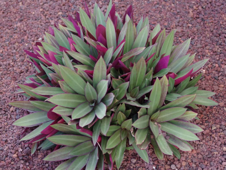 Tradescantia spathacea (Moses-in-the-cradle) - World of Succulents