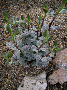 Adromischus hemisphaericus - World of Succulents