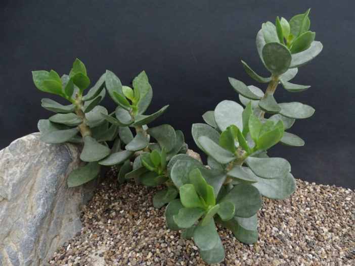 Adromischus hemisphaericus