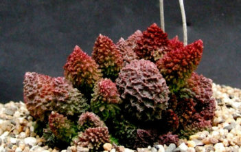 Adromischus marianiae 'Herrei' Adromischus marianiae 'Herrei' (Adromischus marianae f. herrei)