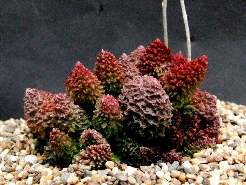 Adromischus marianiae 'Herrei' (Adromischus marianae f. herrei)