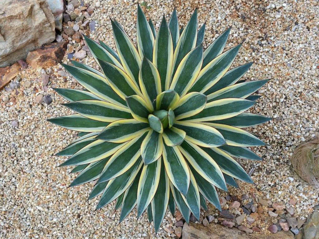 Agave 'Snow Glow' - World of Succulents