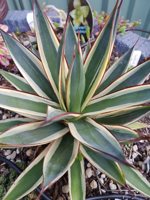 Agave 'Snow Glow'