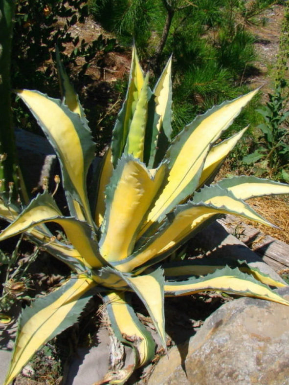 Agave americana 'Mediopicta' (Yellow-striped Century Plant)