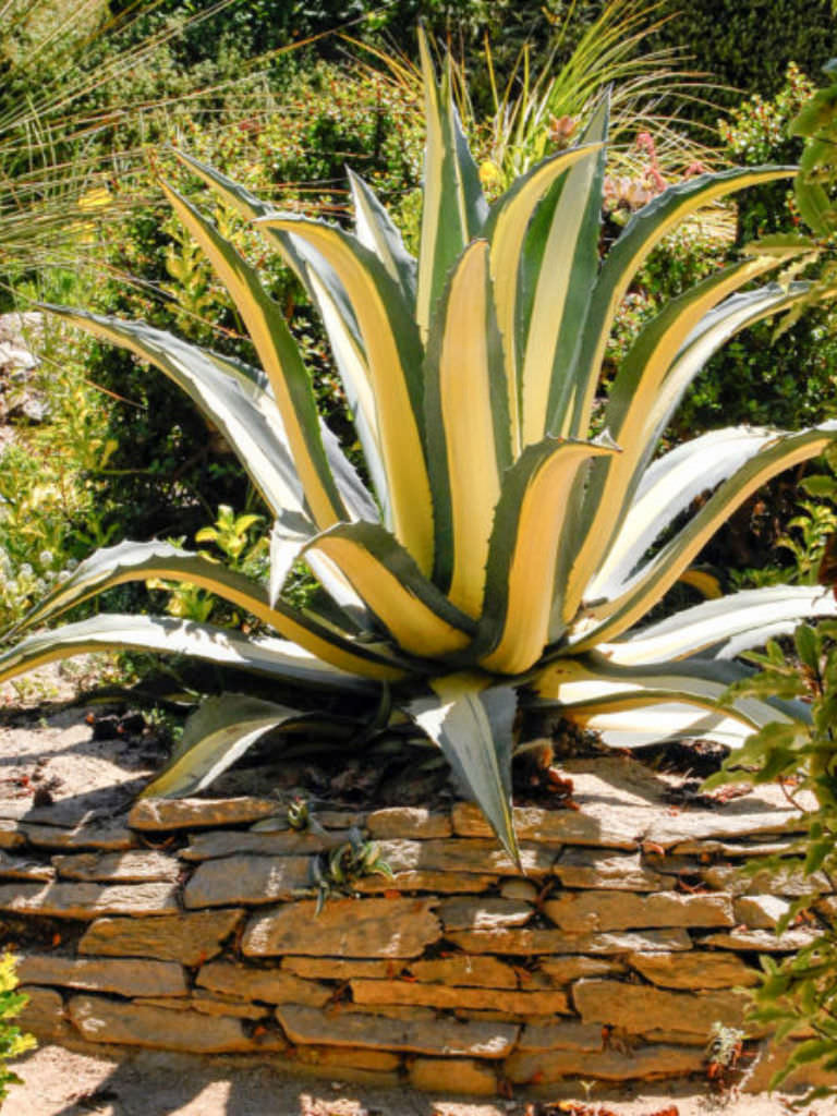 Agave americana 'Mediopicta' - World of Succulents