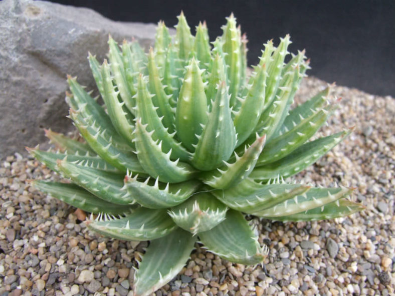Aloe brevifolia 'Variegata'