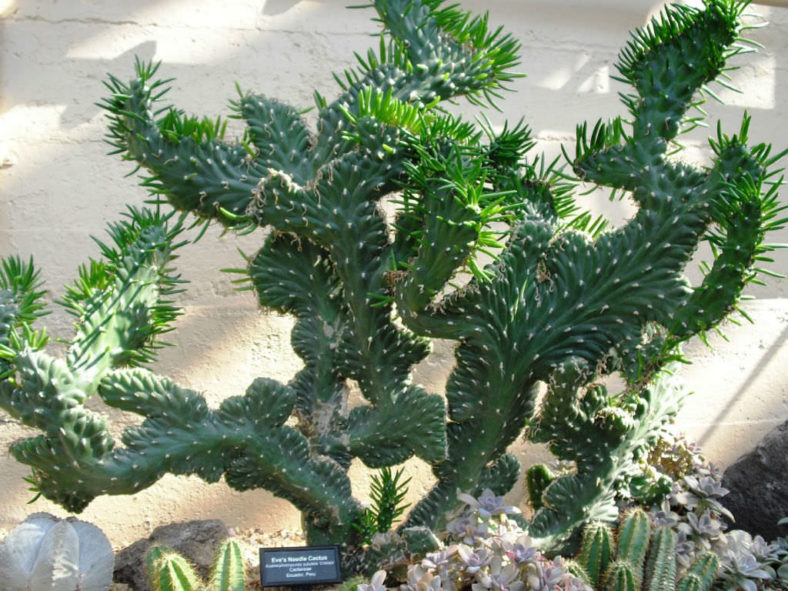 Austrocylindropuntia subulata 'Cristata' (Crested Eve's Needle)