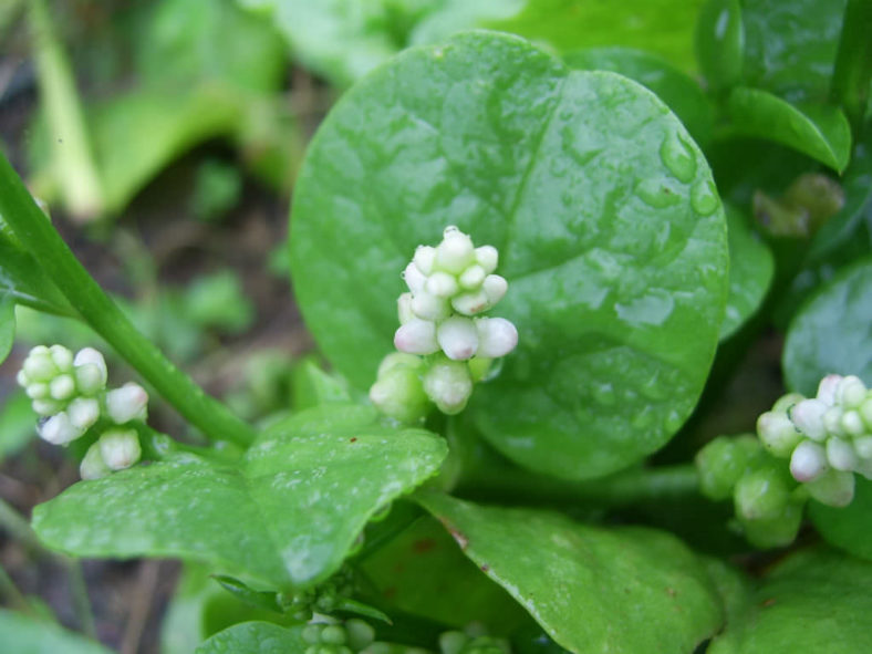 Basella alba (Malabar Spinach)