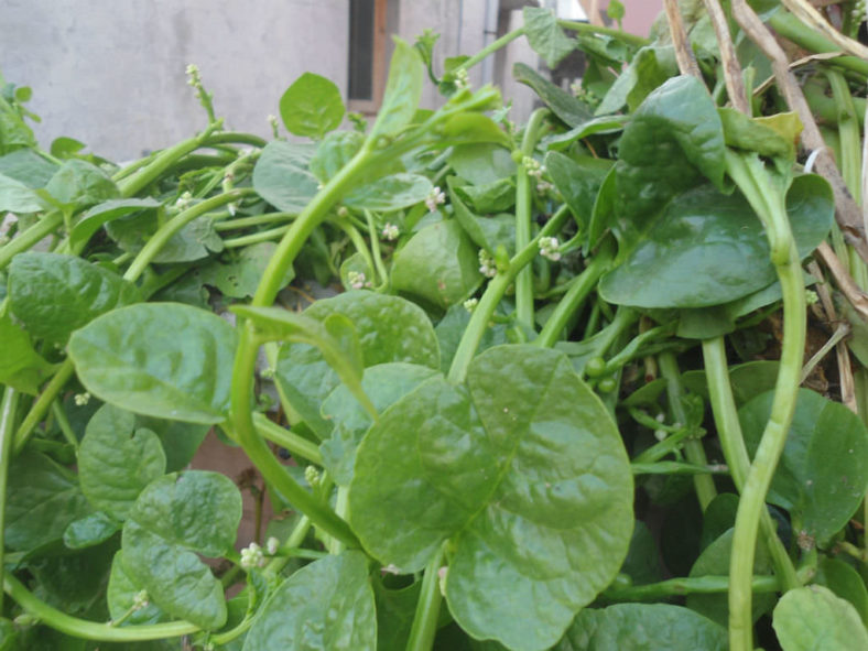 Basella alba (Malabar Spinach)