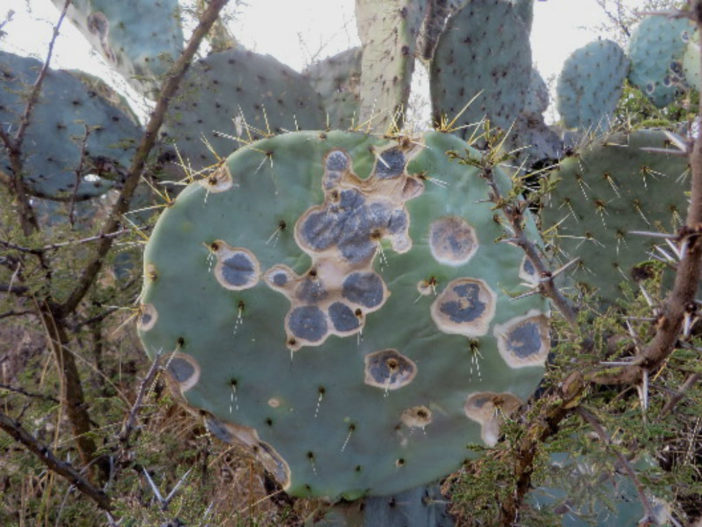Cactus Fungus