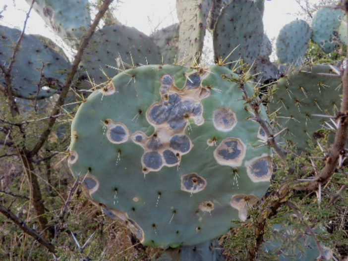 How To Get Rid Of Cactus Fungus World Of Succulents