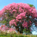 Ceiba speciosa (selyem Fogselyemfa)