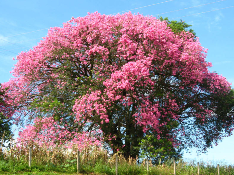 Ceiba speciosa (Silk Floss Tree)