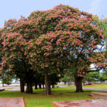 Ceiba speciosa (drzewo nici jedwabnej)