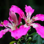 Ceiba speciosa (Seta Floss Albero)