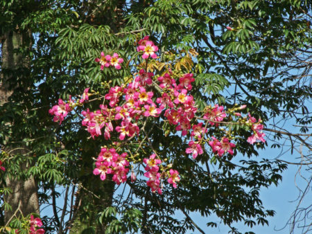 Ceiba speciosa (Silk Floss Tree) - World of Succulents