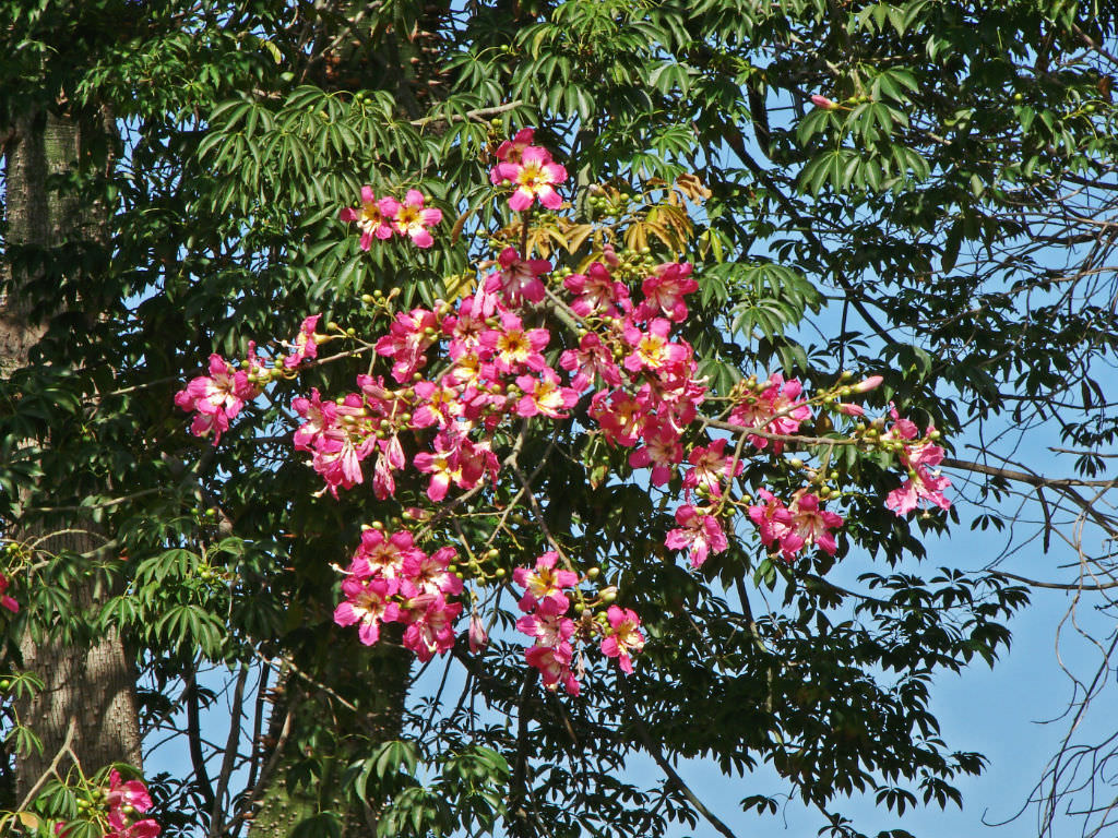 شجرة Silk Floss Tree أو Ceiba