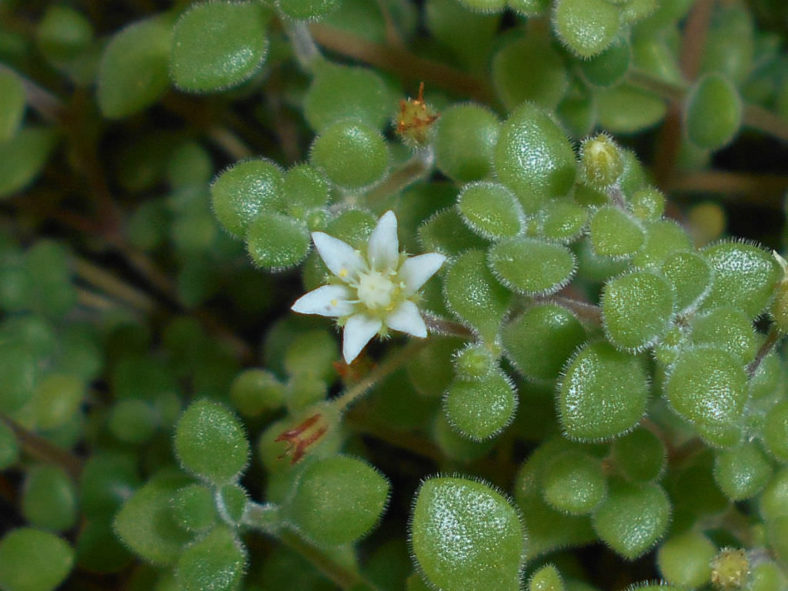 Crassula expansa subsp. fragilis