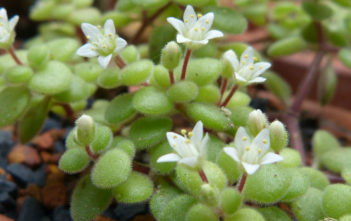 Crassula expansa subsp. fragilis Crassula expansa subsp. fragilis