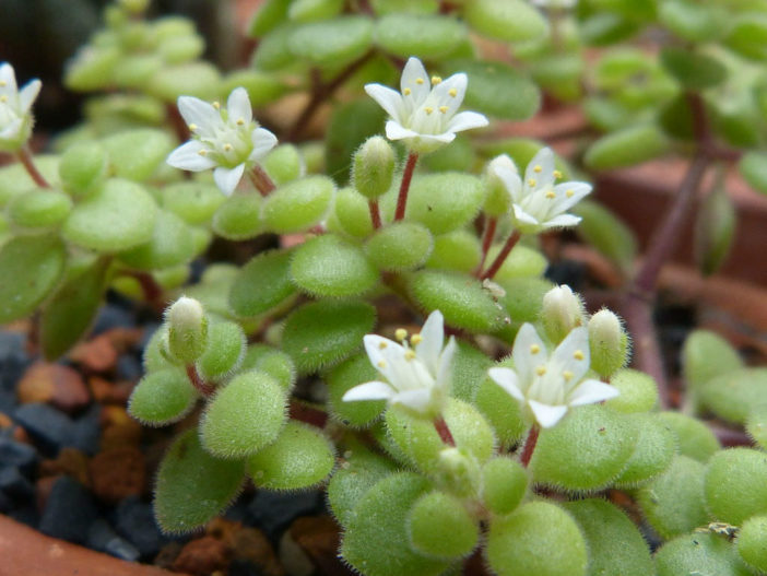 Crassula expansa subsp. fragilis