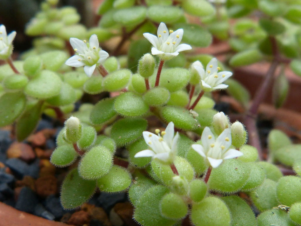 Crassula Expansa Subsp Fragilis World Of Succulents