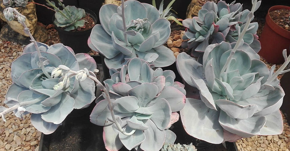 Echeveria 'Blue Dude' - World of Succulents