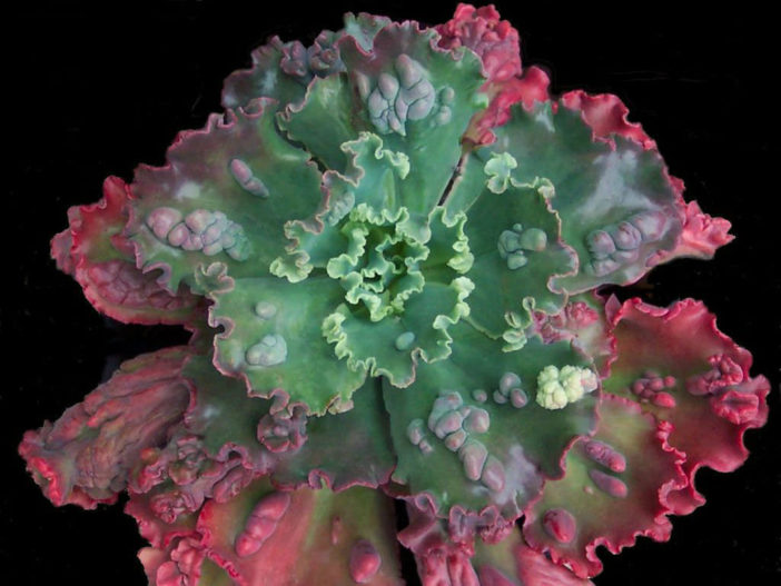 Echeveria 'Bumps'