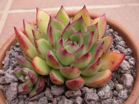 Echeveria 'Cimette' - World of Succulents