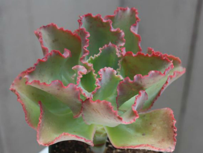 Echeveria 'Dick's Pink'