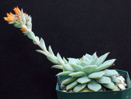 Echeveria 'Vanbreen' - World of Succulents