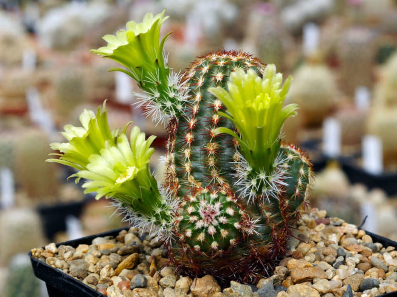 Echinocereus viridiflorus (Nylon Hedgehog Cactus)