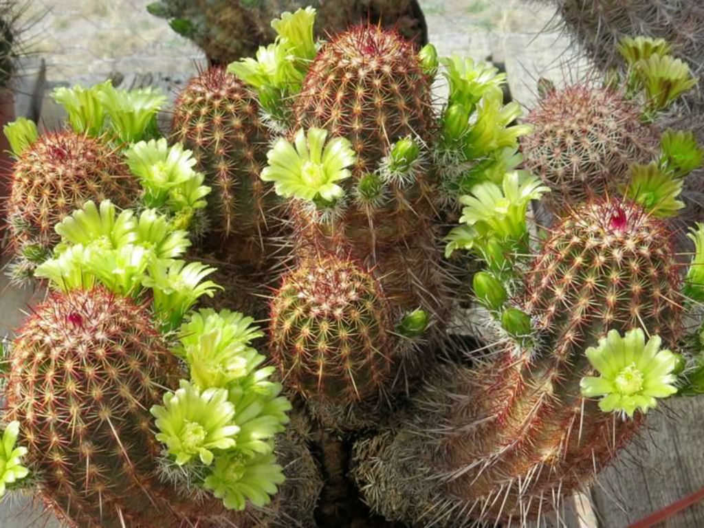 Echinocereus viridiflorus (Nylon Hedgehog Cactus) | World of ...