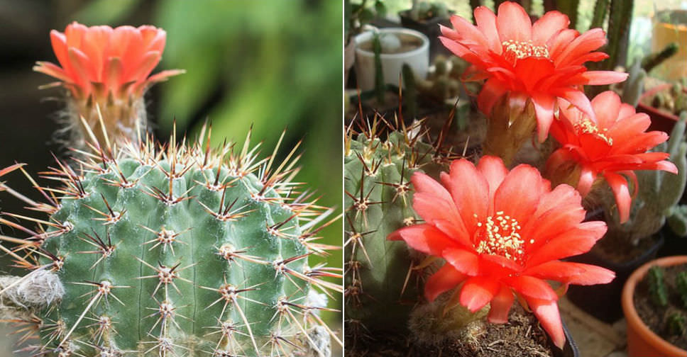 Echinopsis aurea var. dobeana - World of Succulents