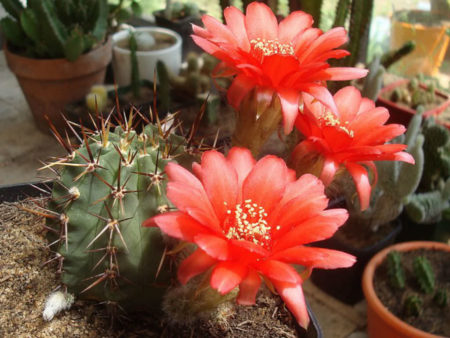 Echinopsis aurea var. dobeana - World of Succulents