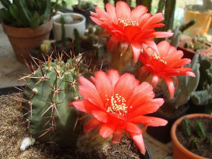 Echinopsis aurea var إكينوبسيس اوريافار Echinopsis-aurea-var.-dobeana-Red-Easter-Lily-Cactus1-702x527