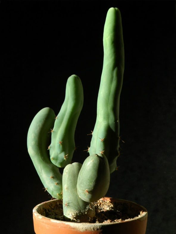 Echinopsis lageniformis 'Monstruosa Clone A' (Penis Cactus) aka Trichocereus bridgesii 'Monstruosus Clone A'