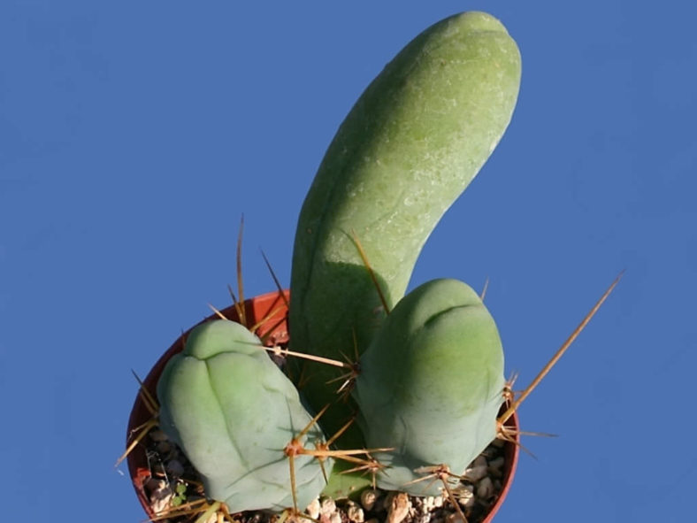 Echinopsis lageniformis 'Monstruosa Clone A' (Penis Cactus) aka Trichocereus bridgesii 'Monstruosus Clone A'