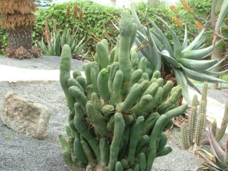 Echinopsis lageniformis 'Monstruosa Clone A' (Penis Cactus) aka Trichocereus bridgesii 'Monstruosus Clone A'