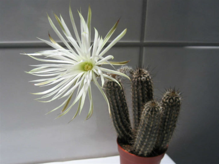 Echinopsis mirabilis إكينوبسيس ميرابليس Echinopsis-mirabilis-Flower-of-Prayer1-702x527