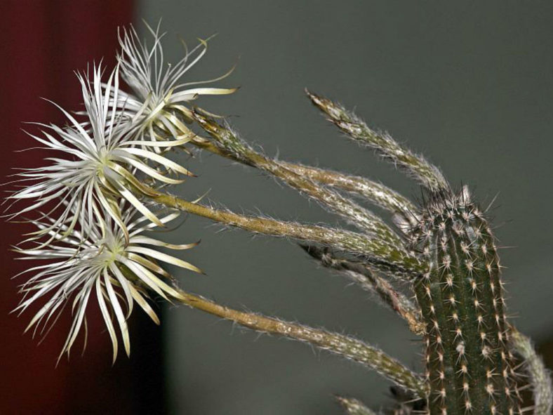 Echinopsis mirabilis (Flower of Prayer)