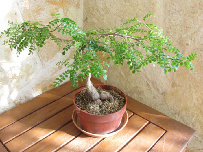 Grow and Care Elephant Tree (Operculicarya decaryi)