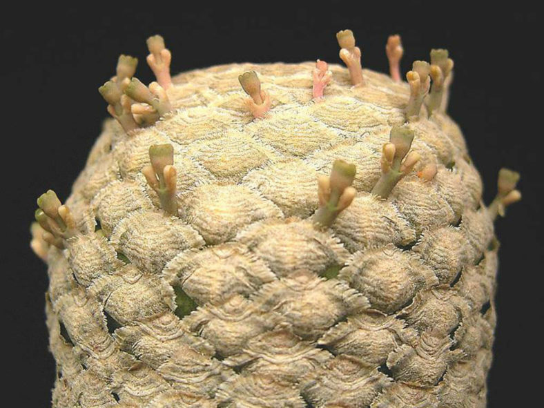 Euphorbia piscidermis (Fish Skin Euphorbia)