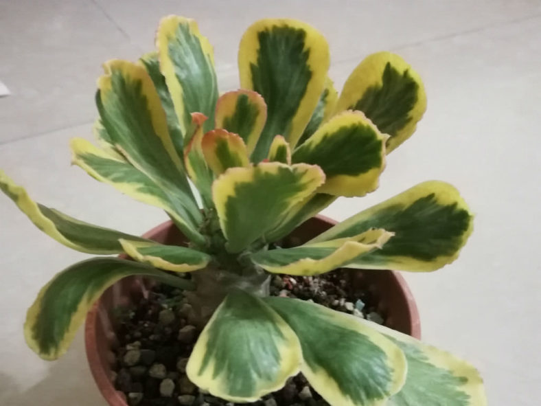 Euphorbia poissonii 'Variegata'