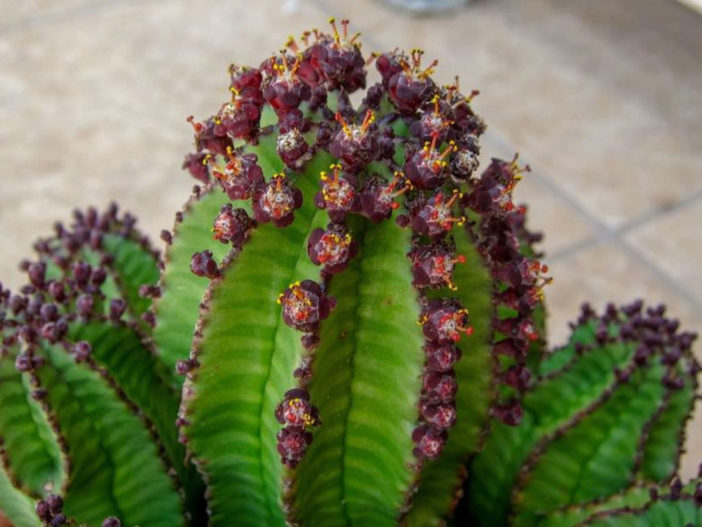Euphorbia polygona var. anoplia (Tanzanian Zipper Plant)